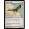 Suntail Hawk