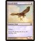 Suntail Hawk