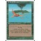 Birds of Paradise