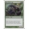 Silverback Ape