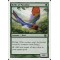 Birds of Paradise