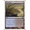 Salt Marsh