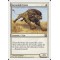 Savannah Lions