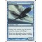 Storm Crow