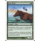 River Bear