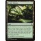 Fertile Thicket