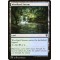 Woodland Stream