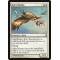 Apex Hawks