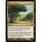 Exotic Orchard