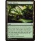 Fertile Thicket