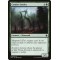 Conifer Strider