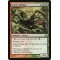 Giant Solifuge