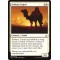 Solitary Camel