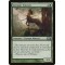 Centaur Courser