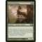 Centaur Courser