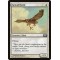Suntail Hawk