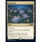 Lotus Field