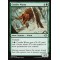 Conifer Wurm