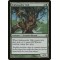 Ambassador Oak