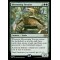 Blossoming Tortoise