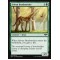 Sylvan Brushstrider