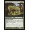 Bear Umbra