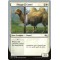 Shaggy Camel