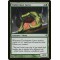 Timbermaw Larva