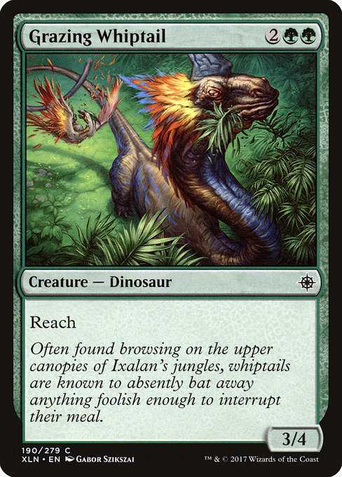 Grazing Whiptail